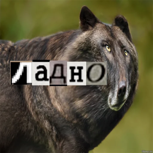 Telegram Sticker «Волк за брата» 😐