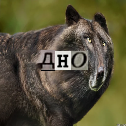 Telegram Sticker «Волк за брата» 😬