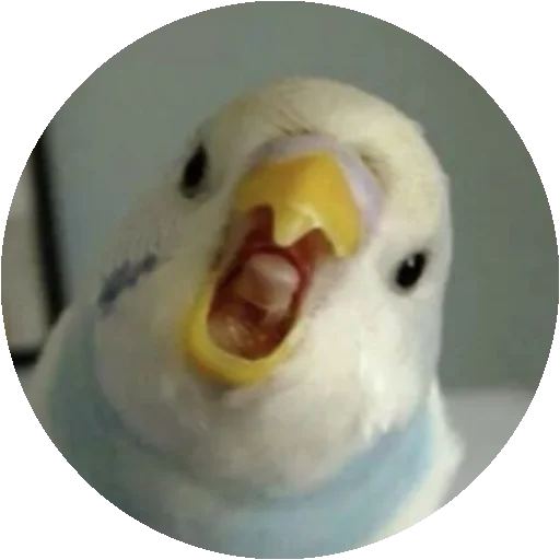 Birds emoji 😁