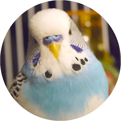 Birds emoji 😁