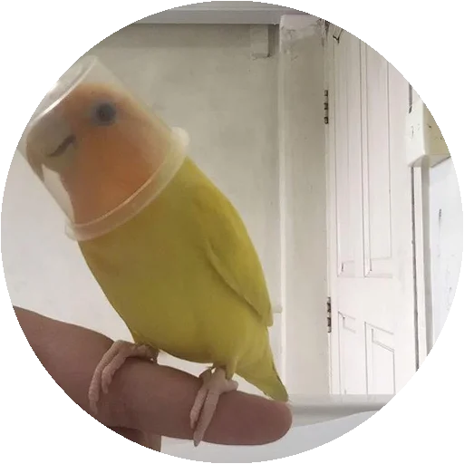 Birds emoji 😄