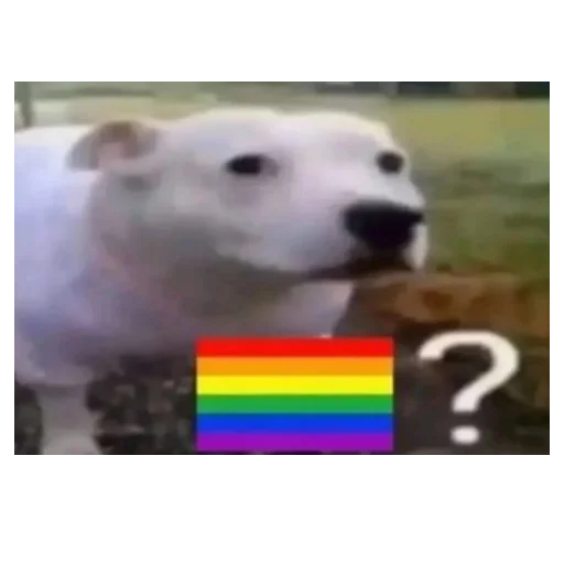 Стікер Telegram «You Are Gay» 🏳️‍🌈