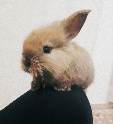 Стікер Young Bunny 😌