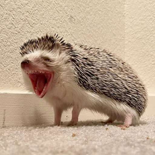 Hedgehogs sticker 😲