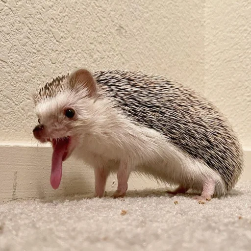 Hedgehogs stiker 😛