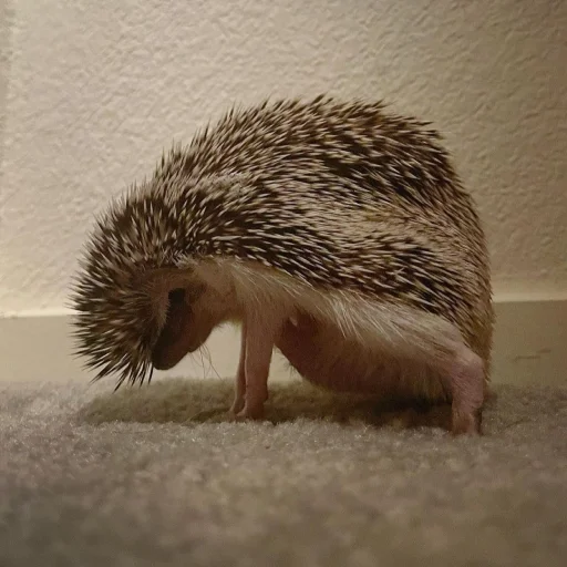 Hedgehogs sticker 😖