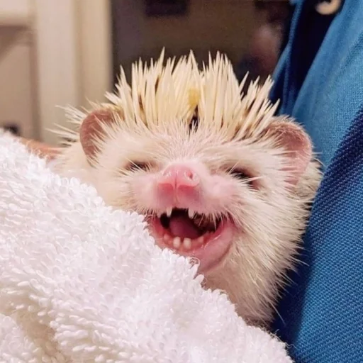 Hedgehogs sticker 😆