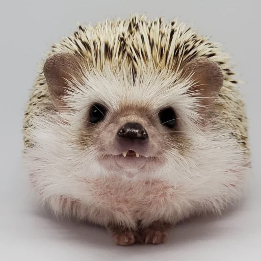 Hedgehogs stiker 🥺