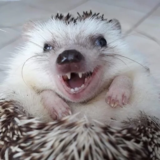 Hedgehogs sticker 😝