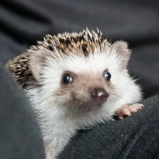 Эмодзи Hedgehogs 😑