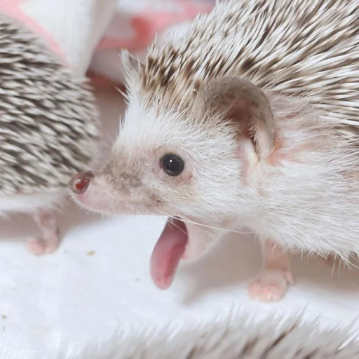 Hedgehogs sticker 😜