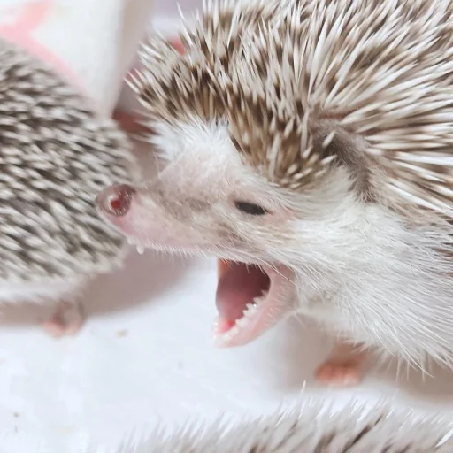 Hedgehogs sticker 😵