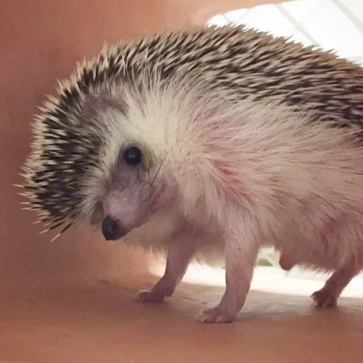 Эмодзи Hedgehogs 🙄