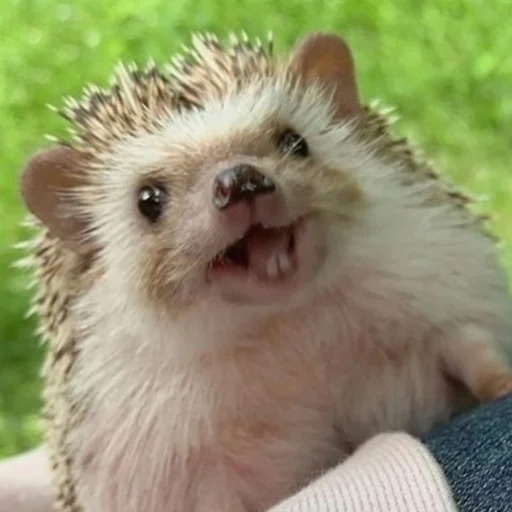 Hedgehogs stiker 😀