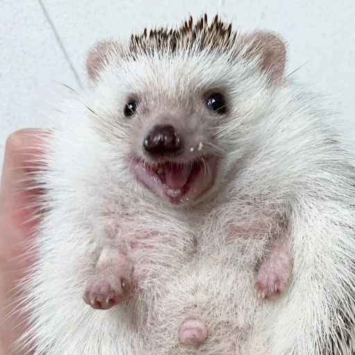 Hedgehogs stiker 😃