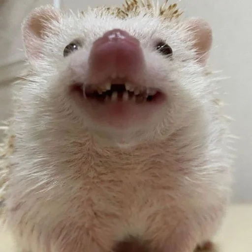 Hedgehogs stiker ☺️