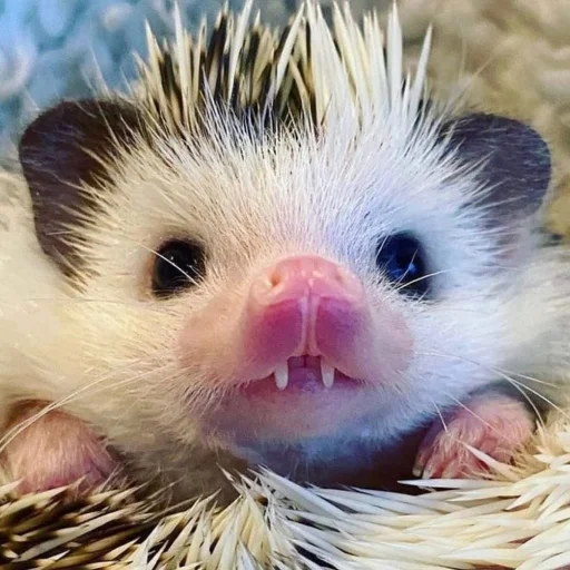 Hedgehogs sticker 😐