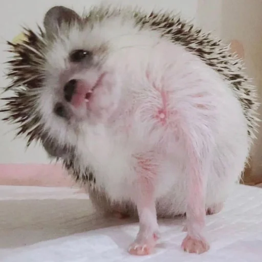 Hedgehogs stiker 🤔