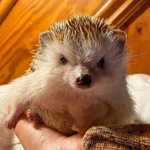 Hedgehogs stiker 🤨