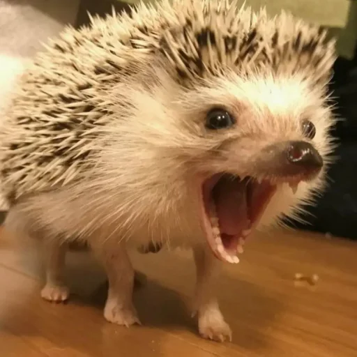 Hedgehogs sticker 😤