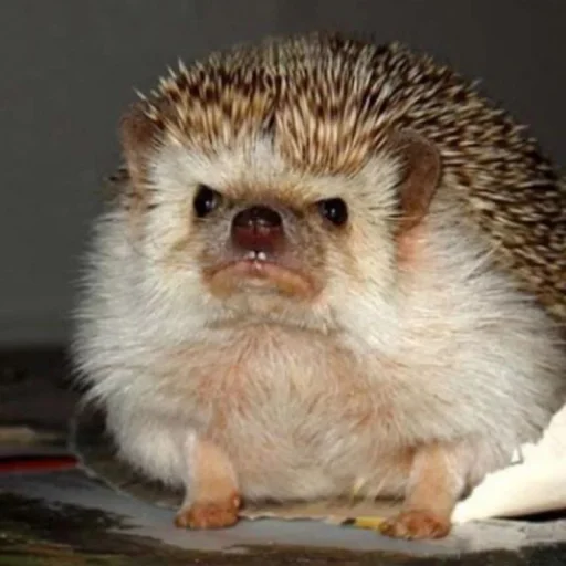 Hedgehogs stiker 😠