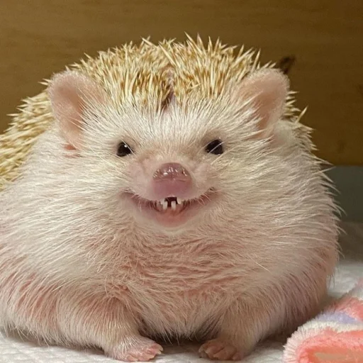 Hedgehogs sticker 🐸