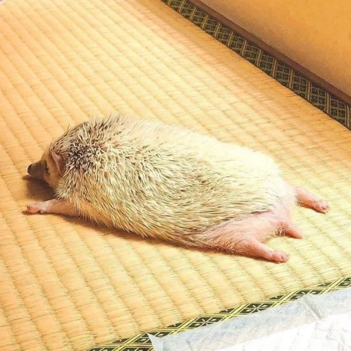 Hedgehogs sticker 😩