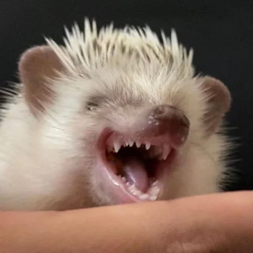 Hedgehogs stiker 🤪