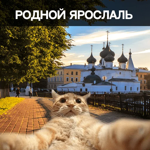 Telegram Sticker «Ярославль» 😸