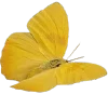 ✧ yellow pak ✧ emoji 😇