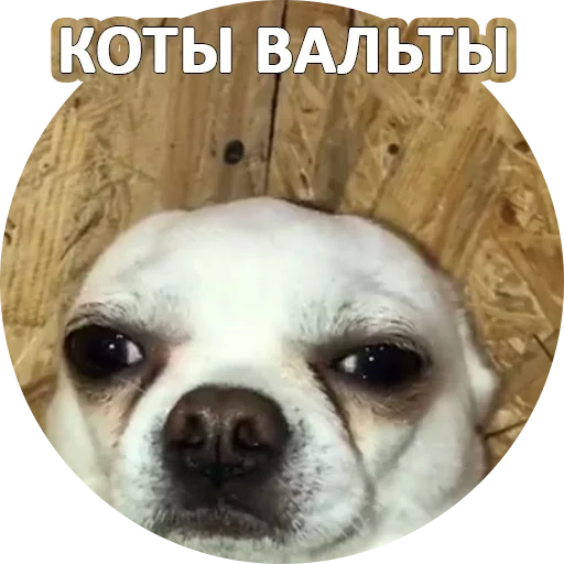 Telegram Sticker «За мат извини» 😍