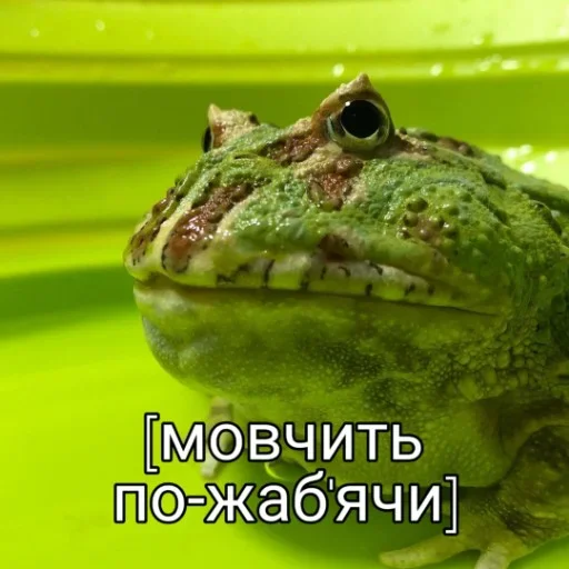 жаби йопта stiker 😑